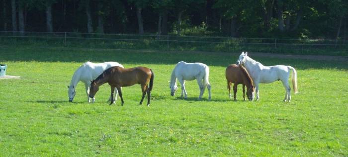Ruhestandspferde auf den Weiden des Vorwerks Schafhaus (Foto: Archiv Marbach)