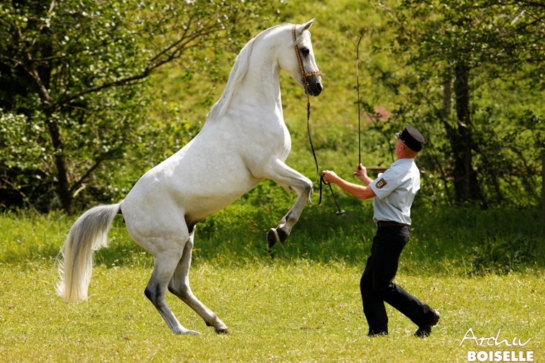 Araberhengst Nahdmi (Foto: Archiv Boiselle)