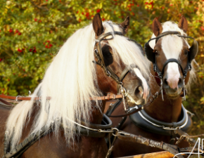 Zwei Schwarzwälder im Herbst vor der Kutsche