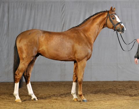 Standbild Sir Nymphenburg, Fuchs Warmblüter