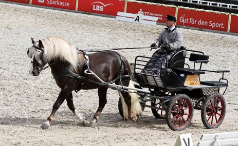 Dachsbub vor der Kutsche in der Arena, Dunkelfuchs Schwarzwälder