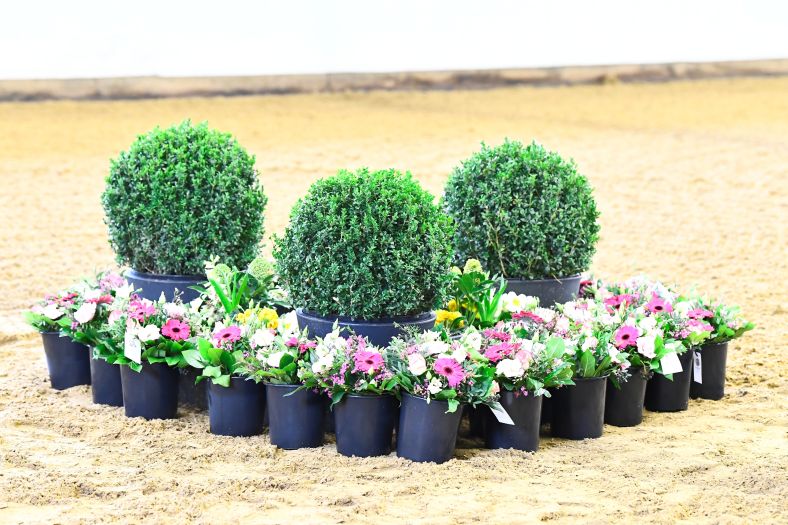 Marbacher Gestütsauktion 2018 (Foto: Max Schreiner)