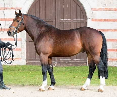 Standbild LVV Umberto, Brauner Altwürttemberger