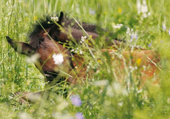 Fohlen auf der Weide