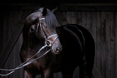 Portrait Doubtless, Warmblüter Rappe