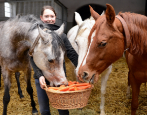 Azubis füttert Araberfohlen aus einem Korb mit Karotten