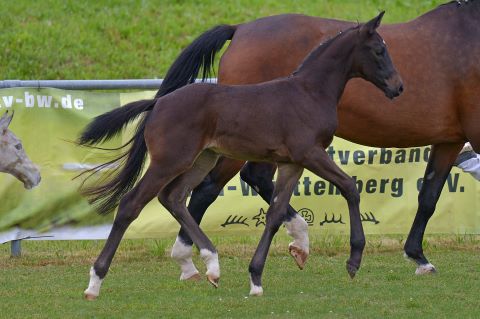 Stf. *2020, v. Durello - Sorento, Goldfohlen 2020 Fohlenschau Fronhofen, Z: Christian Wittlinger