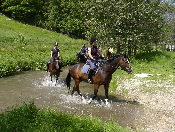Lehrpferde beim Ritt durch die Lauter