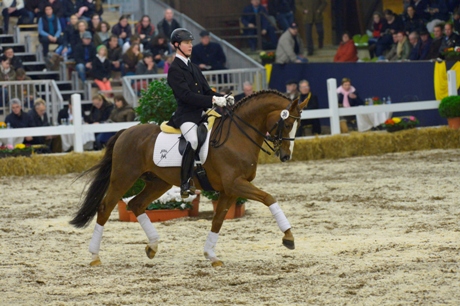 Sir Nymphenburg im Trab geritten mit Kandarre, Fuchs Warmblüter