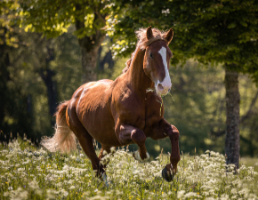 Altwürttemberger galoppiert auf der Weide