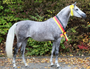 Standbild Araberhengst WM Devdas ox