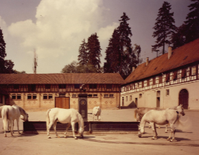 Stuten im Innenhof am Stutenbrunnen