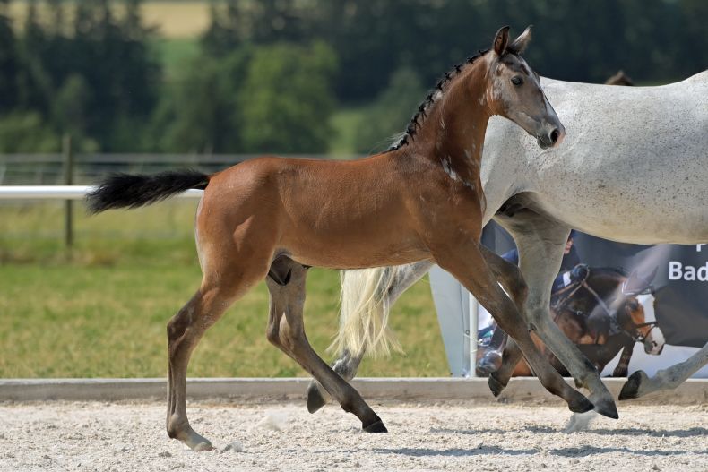 Goldfohlen v. Coeur de Lion - Armstrong van de Kapel bei der Fohlenschau Zöbingen 2022; Z: Christine Fuchs, Ellwangen 