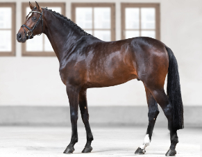 Standbild Warmbluthengst Uno I