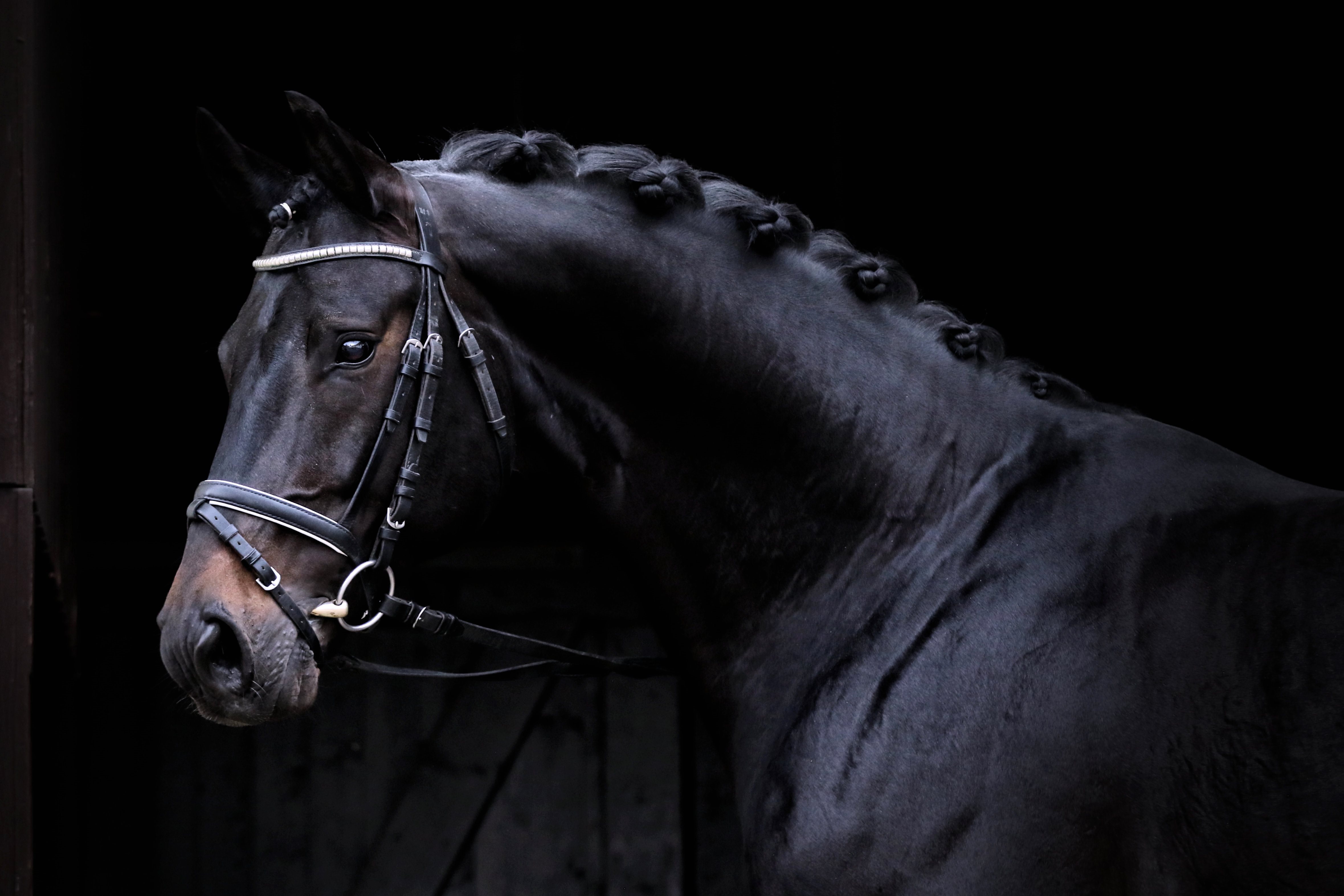 Kopfbild Durello, Schwarzbrauner Warmblüter