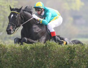 Armand mit Jockey über dem Sprung (Hecke)