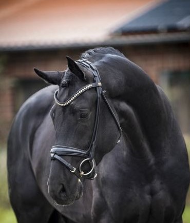 Iowa Gold Portrait (Foto: )