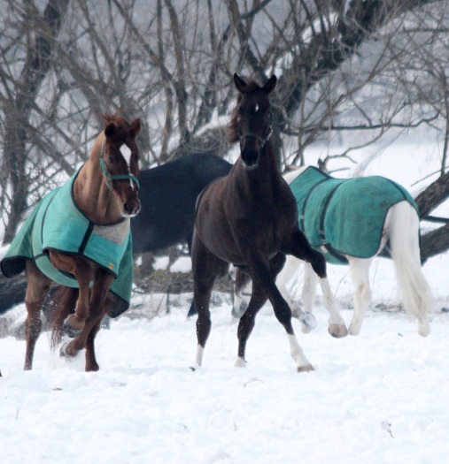 Lehrpferde auf der Koppel