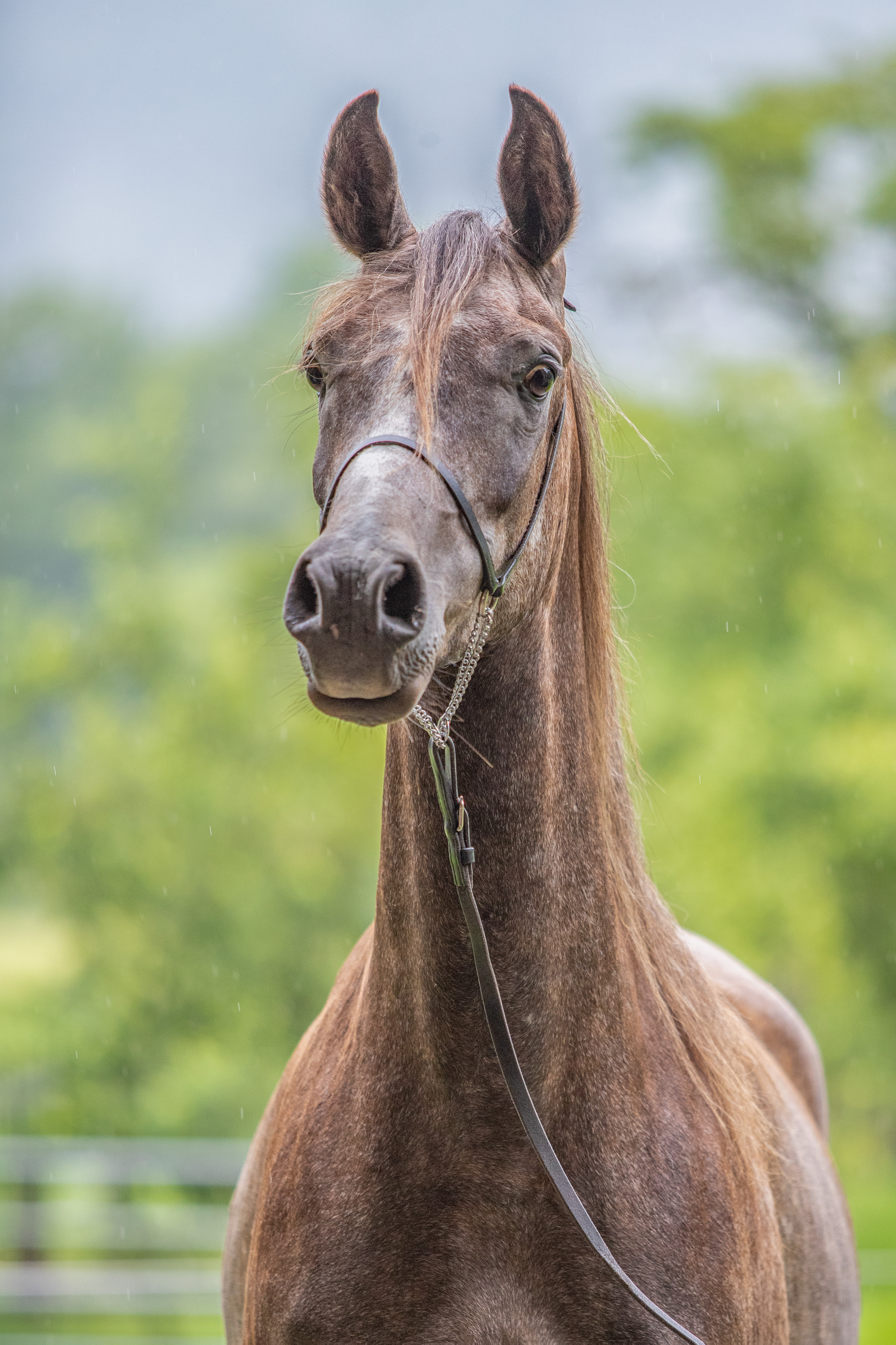 WM Mubajjal ox (Foto: Oliver Seitz)