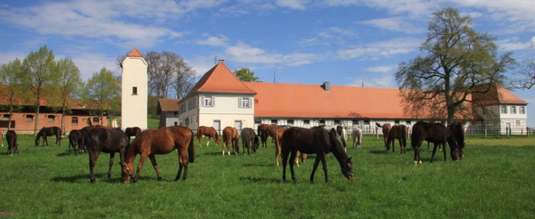 Fohlenaufzucht im Haupt- und Landgestüt Marbach auf dem Vorwerk Fohlenhof (Foto: Silke Busse)