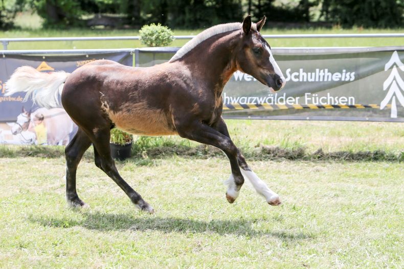 Von Eden, Hengstgoldfohlen v. Von Baden-Falkenstein, Z: Roland und Birgit Finsterwald, Salem, FS Pfullendorf 23