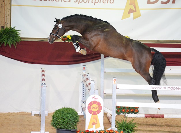 Limoncino beim Freispringen auf der Körung in München, Brauner Warmblüter