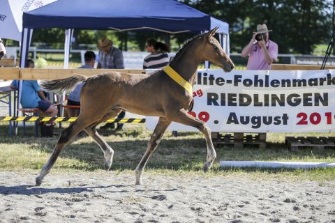 Siegerfohlen v. Uno I - Golden Joy 2019; Z: Franz Josef Brüstle