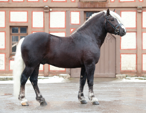 Standbild Kaltbluthengst Markus