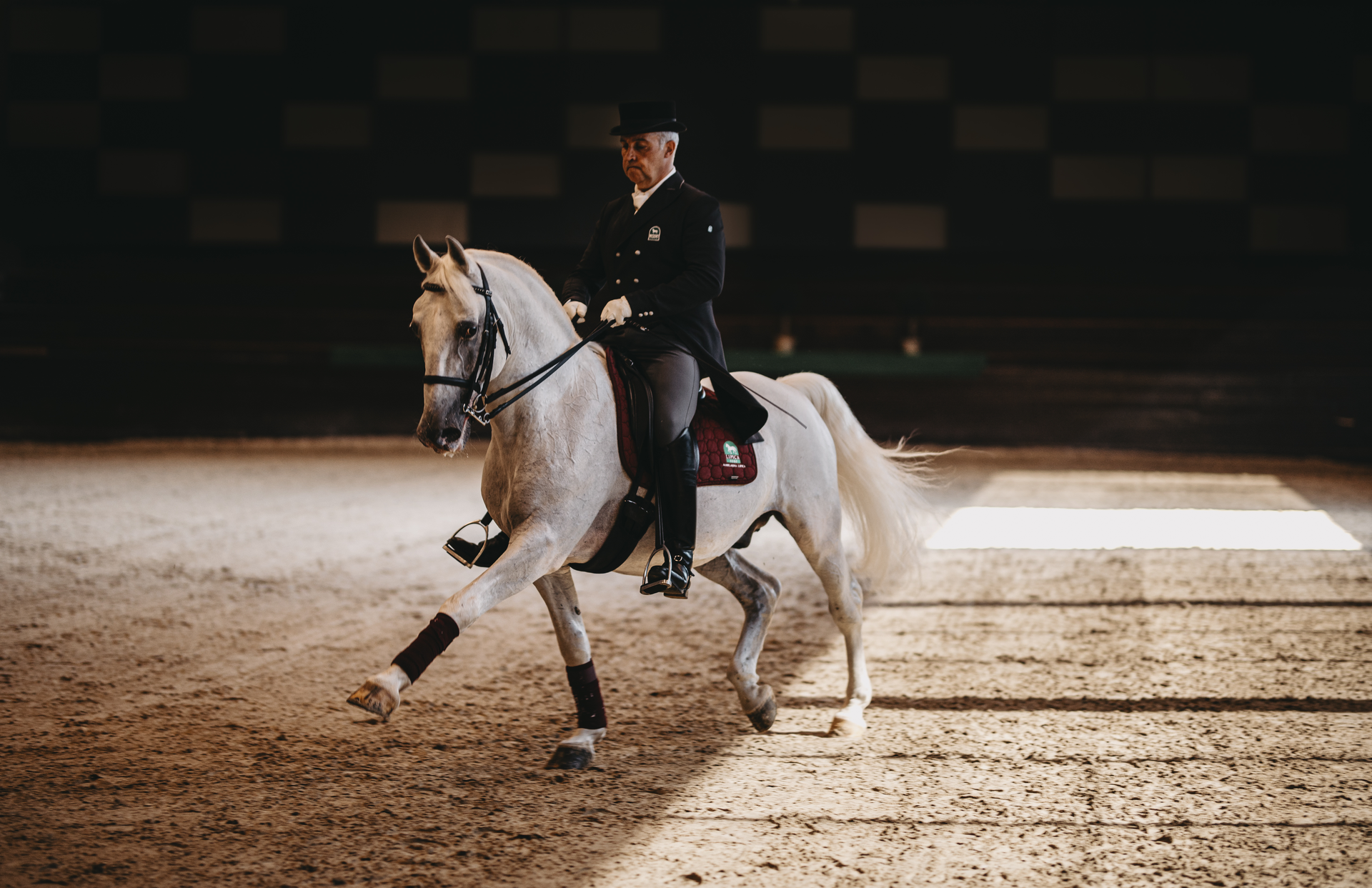 Lipizzaner mit Reiter bei Dressurübung