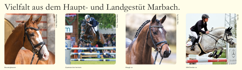 Warmblüter Momentum, Chellatus R und Armand xx und Araber WM Devdas ox