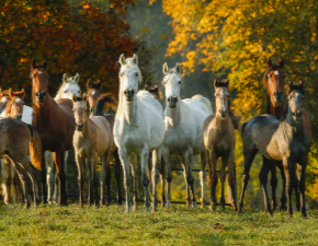 Araberstuten mit Fohlen auf Koppel