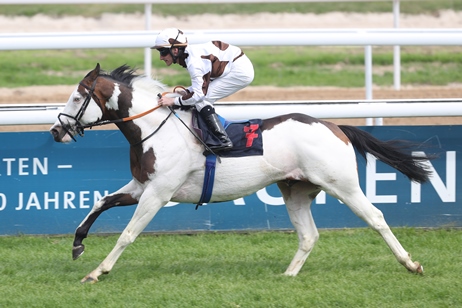 Silvery Moon xx im Galopp auf der Rennbahn, Schecke Englisches Vollblut