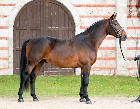 Standbild LVV Aragon, Brauner Altwürttemberger