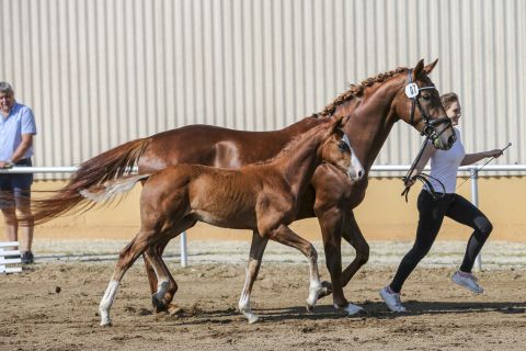 Hengst Goldfohlen v. Bourbon-Icare D'Olympe AA *2020 (Foto: Rutschek)