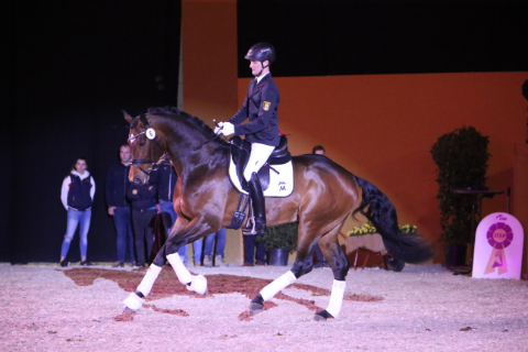 Bourbon geritten von Lukas Maier, Brauner Warmblüter