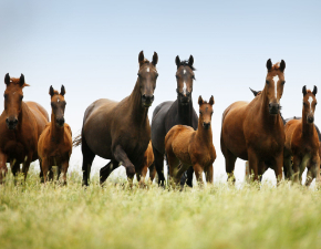 Warmblutstuten mit Fohlen auf der Weide