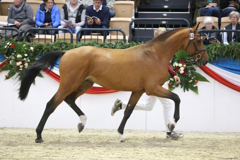 Quiwitino im Trab an der Hand (Foto: Beeck)