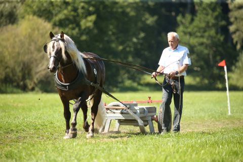 Rodewald vor dem Schlitten, Dunkelfuchs Schwarzwälder