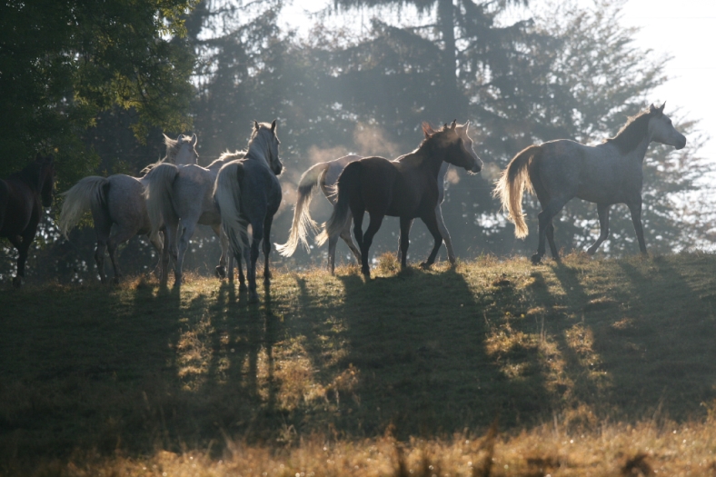 Araberstuten Marbach (Foto: Archiv Boiselle)