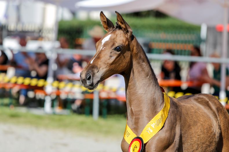 Siegerfohlen v. Uno I - Golden Joy 2019; Z: Franz Josef Brüstle