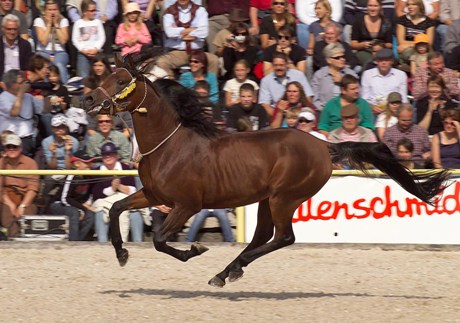 Musab ox freilaufend im Galopp in der Arena, Brauner Vollblutaraber