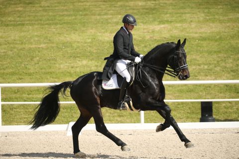 Durello im Galopp geritten in der großen Reithalle, Schwarzbrauner Warmblüter