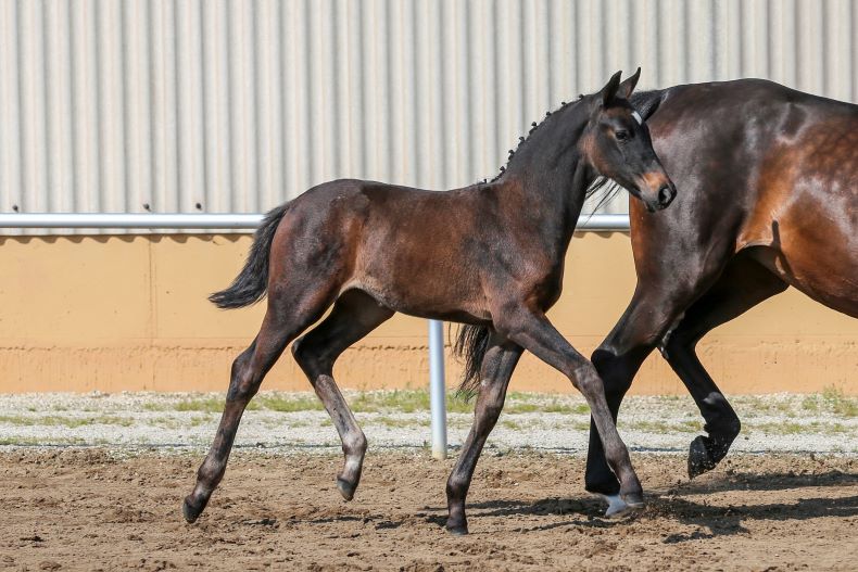 Stf. *2020, v. Durello-Stockholm, Goldfohlen 2020, Z: Beate Pfitzer, Ellwangen