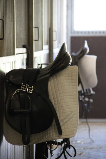 Landesreitschule Marbach (Foto: Claudia Gille)