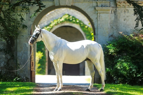 Standbild Nathan de la Tour, Schimmel Anglo-Araber