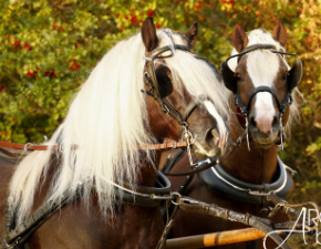 Zwei Schwarzwälder eingespannt