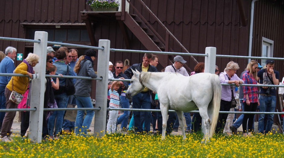 Besucher vor der Araberkoppel
