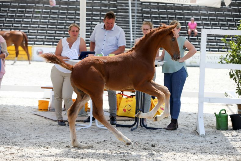 Pania, Goldstutfohlen bei der Fohlenschau Marbach 2023, v. Propriano de L'Ebat - Ituango xx, Z: Bettina Zipp, Ittlingen