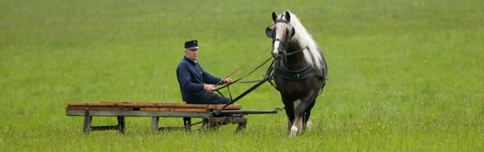 Schwarzwälder am Schlitten auf der Wiese