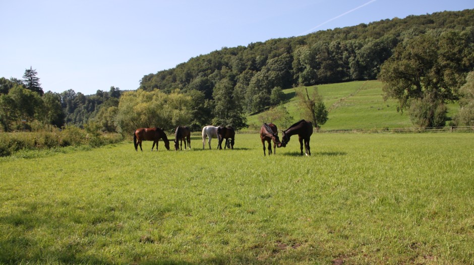 Lehrpferde auf der Koppel